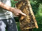 Včelař ukazuje, odkud vylétnou trubci