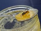 Med je vděčným lákaldem pro vosy i pro včely