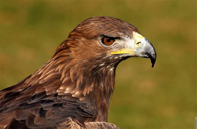 Na Šumavu zabloudil orel skalní, mohl přiletět z Alp nebo Karpat - iDNES.cz