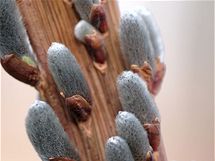 Bizarně rostoucí dračí vrba (Salix sachalinensis).