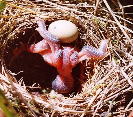 Kukačka obecná v hnízdě rákosníka proužkovaného.
