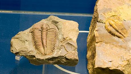 Mnoho nálezů trilobitů pochází z Čech