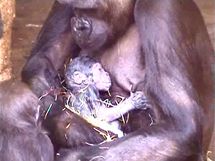 Kijivu s čerstvě narozeným mládětem.
