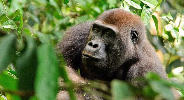 Celému projektu "Pomáháme gorilám" jde o zachování goril ve volné přírodě.
