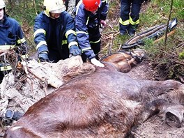 Záchrana koně v obci Mírová pod Kozákovem.