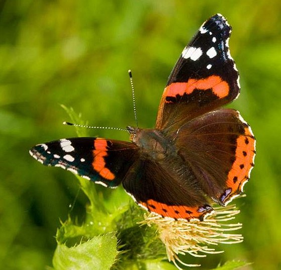 Babočka admirál je jeden z největších denních motýlů.