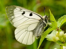 Jasoň dymnivkový (Parnassius mnemosyne) patří mezi kriticky ohrožené druhy motýlů ČR.
