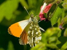 Bělásek řeřichový (Anthocharis cardamines) saje nektar na plicníku lékařském 