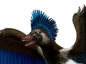 Rekonstrukce domnělé podoby druhu Xiaotingia zhengi, čili příbuzného, který Archeopteryxe zřejmě připraví o jeho titul prvního zástupce ptáků.