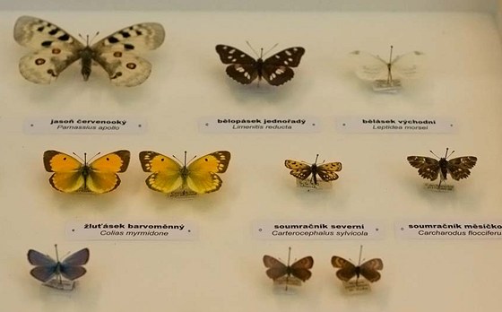 Pohled do vitríny s motýly, kteří v České republice vyhynuli.