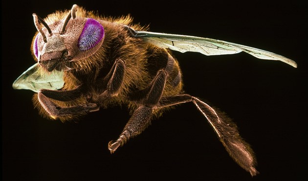 Včely napadené parazitující muškou jsou absolutně  dezorientované, snaží se jen